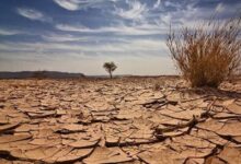 أمننا الغذائي