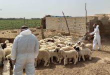 البيطرة