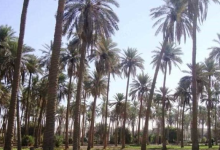 نخيل أشجار